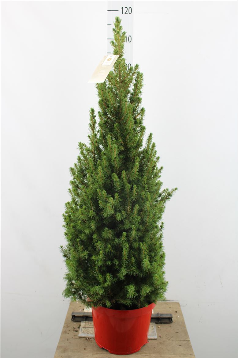 Picea glauca conica - Dwarf Alberta Spruce Tree