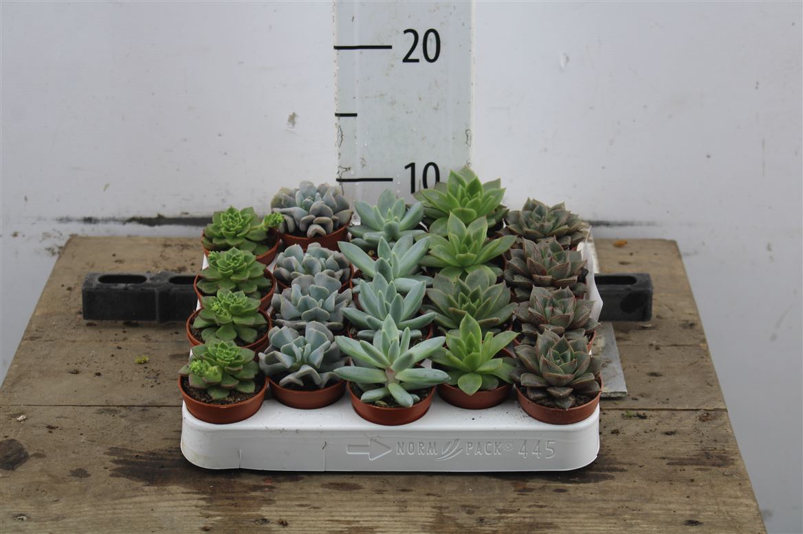 Mini Echeveria Mix