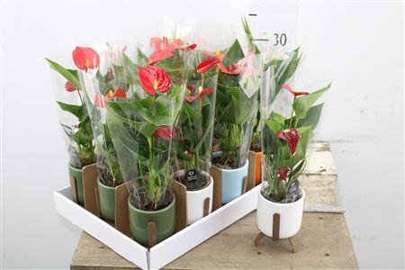 Anthurium andr. Mix+ ceramic Pot Las Vegas