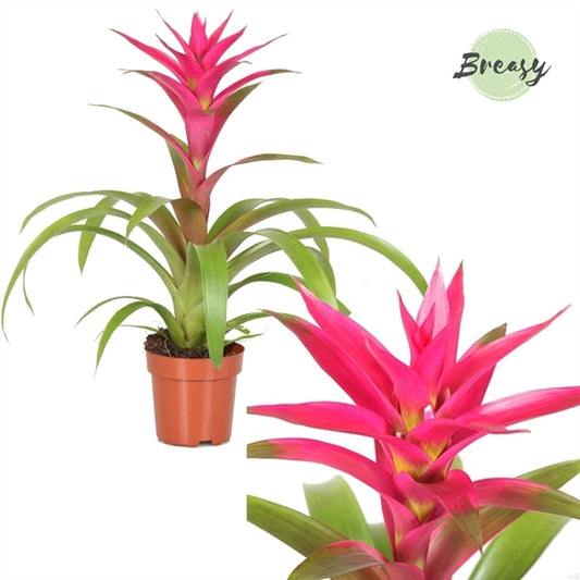 Guzmania Voilá