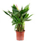 Heliconia psittacorum Hawaii - Lobster-claw