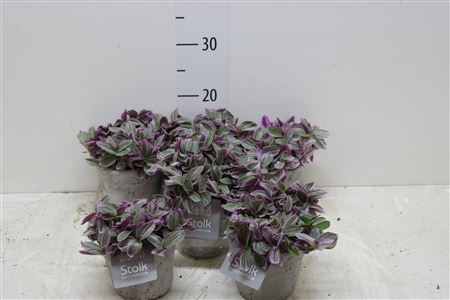 Tradescantia Nanouk