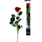 Eternal Rose