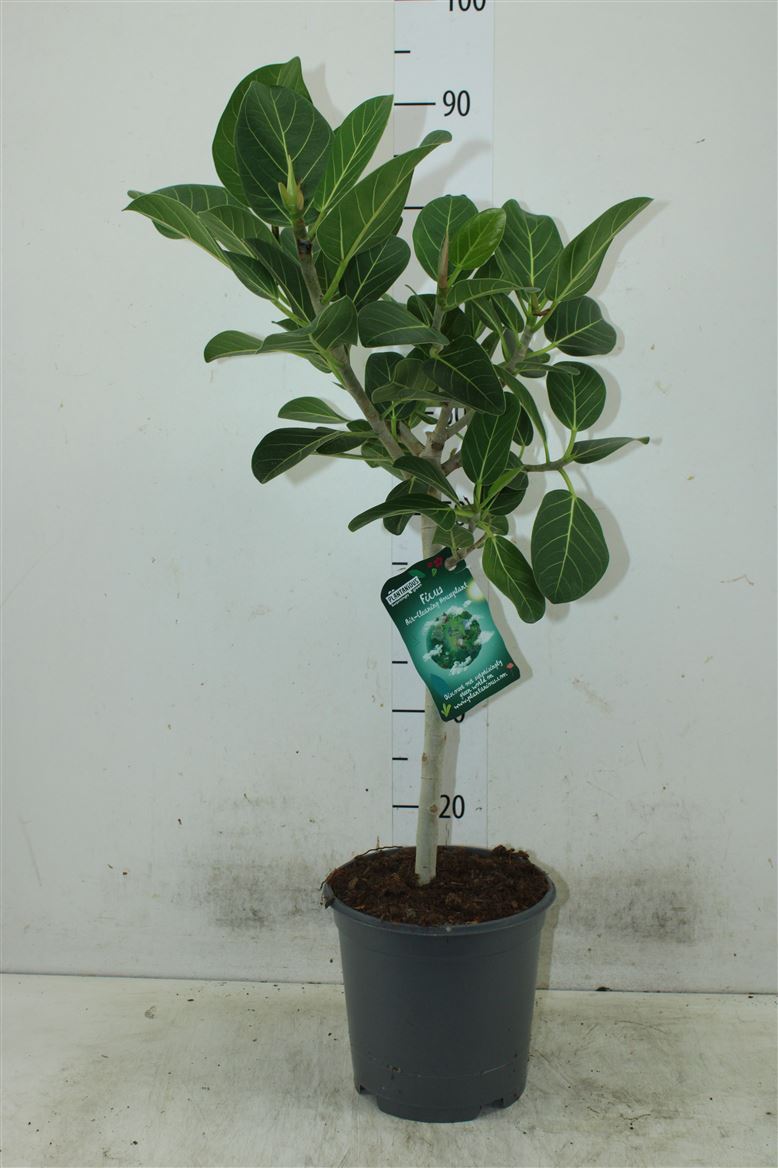 Ficus Benghalesis Audrey - Rubber Plant