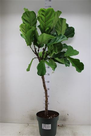 Ficus Lyrata - Fiddle leaf fig