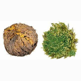 Box Rose of Jericho - Resurrection Plant