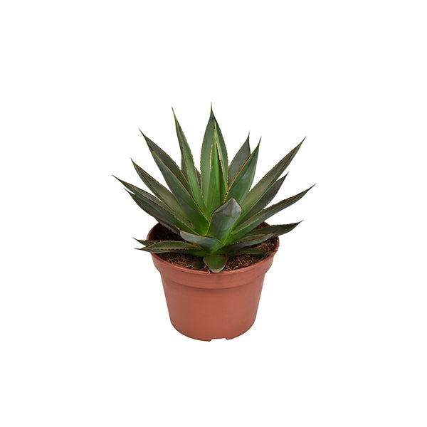 Agave Mix