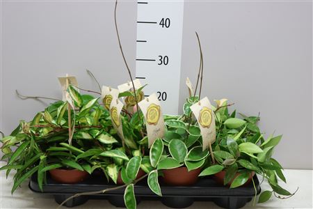 Hoya Mix