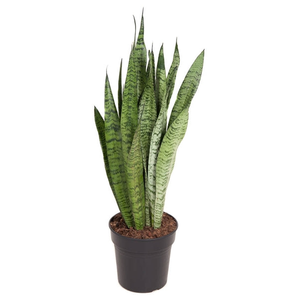 Sansevieria zeilanica- Snake Plant