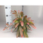 Rhipsalis Red Coral Hang