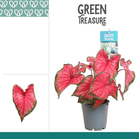 Caladium Red Glamour