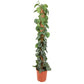 Scindapsus pictus - Satin Pothos
