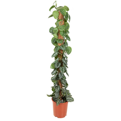 Scindapsus pictus - Satin Pothos
