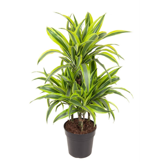 Dracaena Lemon Lime