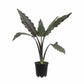 Alocasia lauterbachiana - Purple Sword