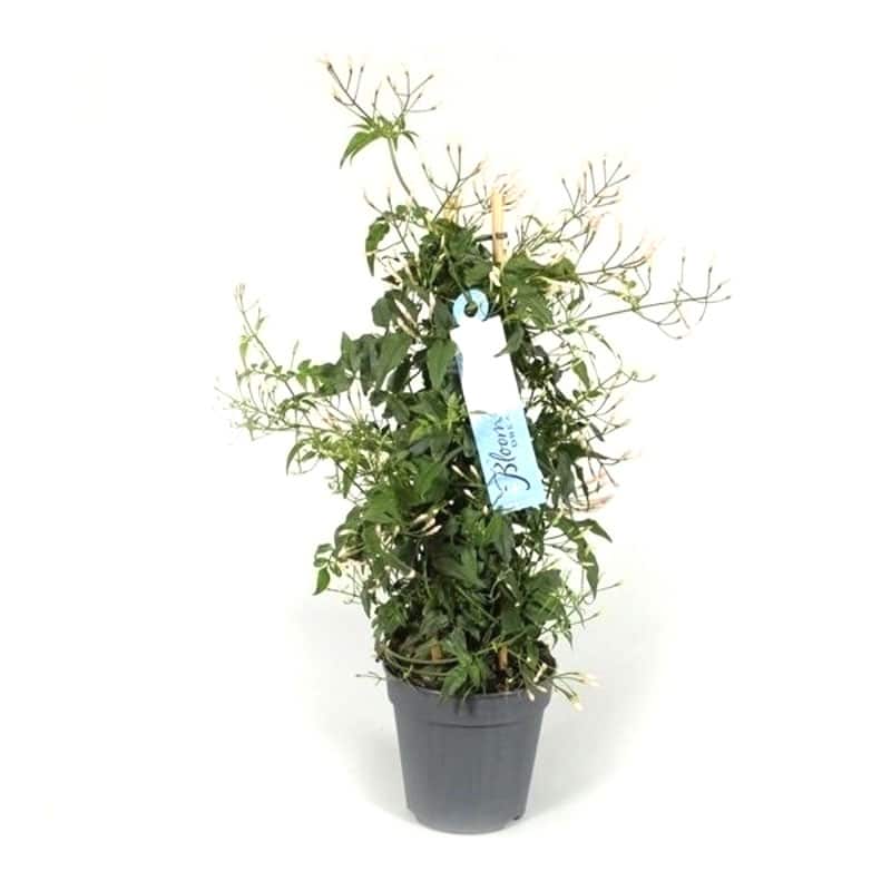 Jasminum polyanthum - Jasmine