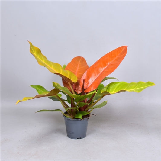 Philodendron Prince of Orange