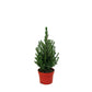 Picea glauca conica - Dwarf Alberta Spruce Tree