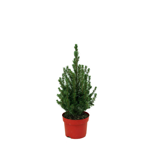 Picea glauca conica - Dwarf Alberta Spruce Tree