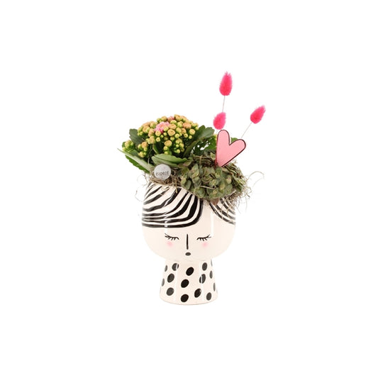 Kalanche Orchid Arrangement + Pot Doll