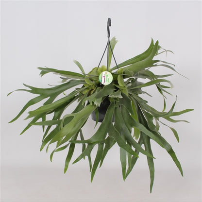 Platycerium bifurcatum - Staghorn Fern