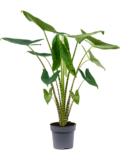 Alocasia Zebrina