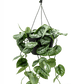 Scindapsus pictus - Satin Pothos