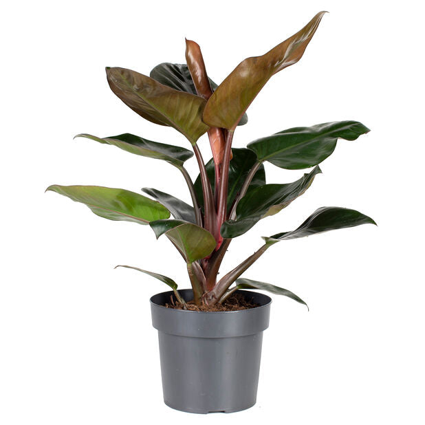 Philodendron Congo Rojo