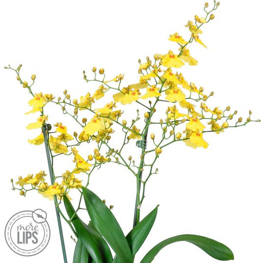 Oncidium 1 Stalk - Dancing Lady Orchid