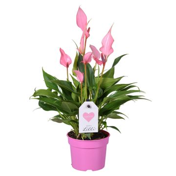 Anthurium an Lilly- Pink Flamingo Plant