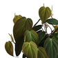 The Plant Collector Hamper