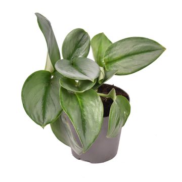 Scindapsus 'Treubii' Moonlight