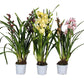 Cymbidium Mix 2 Stems