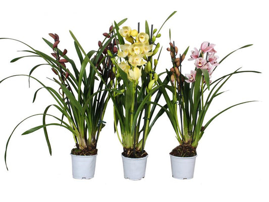 Cymbidium Mix 2 Stems