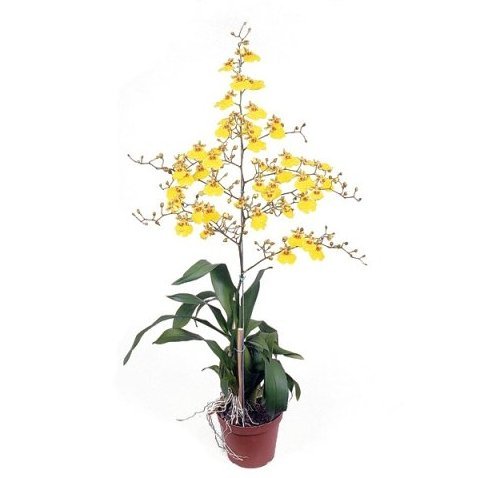 Oncidium 1 Stalk - Dancing Lady Orchid