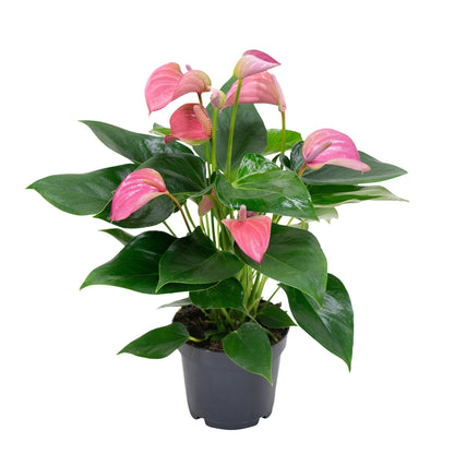 Anthurium an Jolly Pink - Pink Flamingo Plant