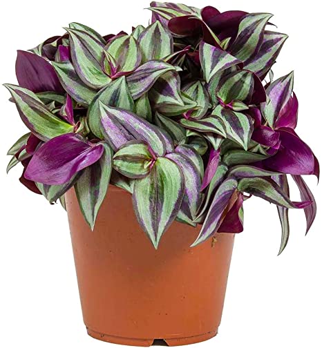 Tradescantia zebrina - Inch Plant