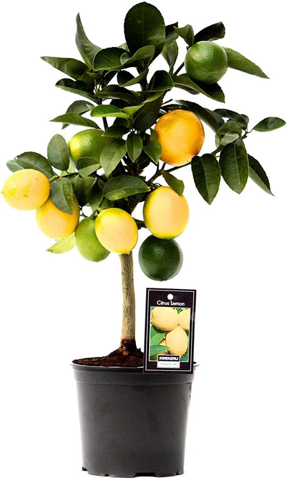 Lemon tree