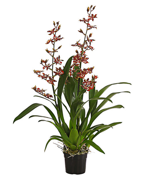 Orchid Colmanara