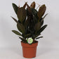 Ficus Melany - Rubber Plant