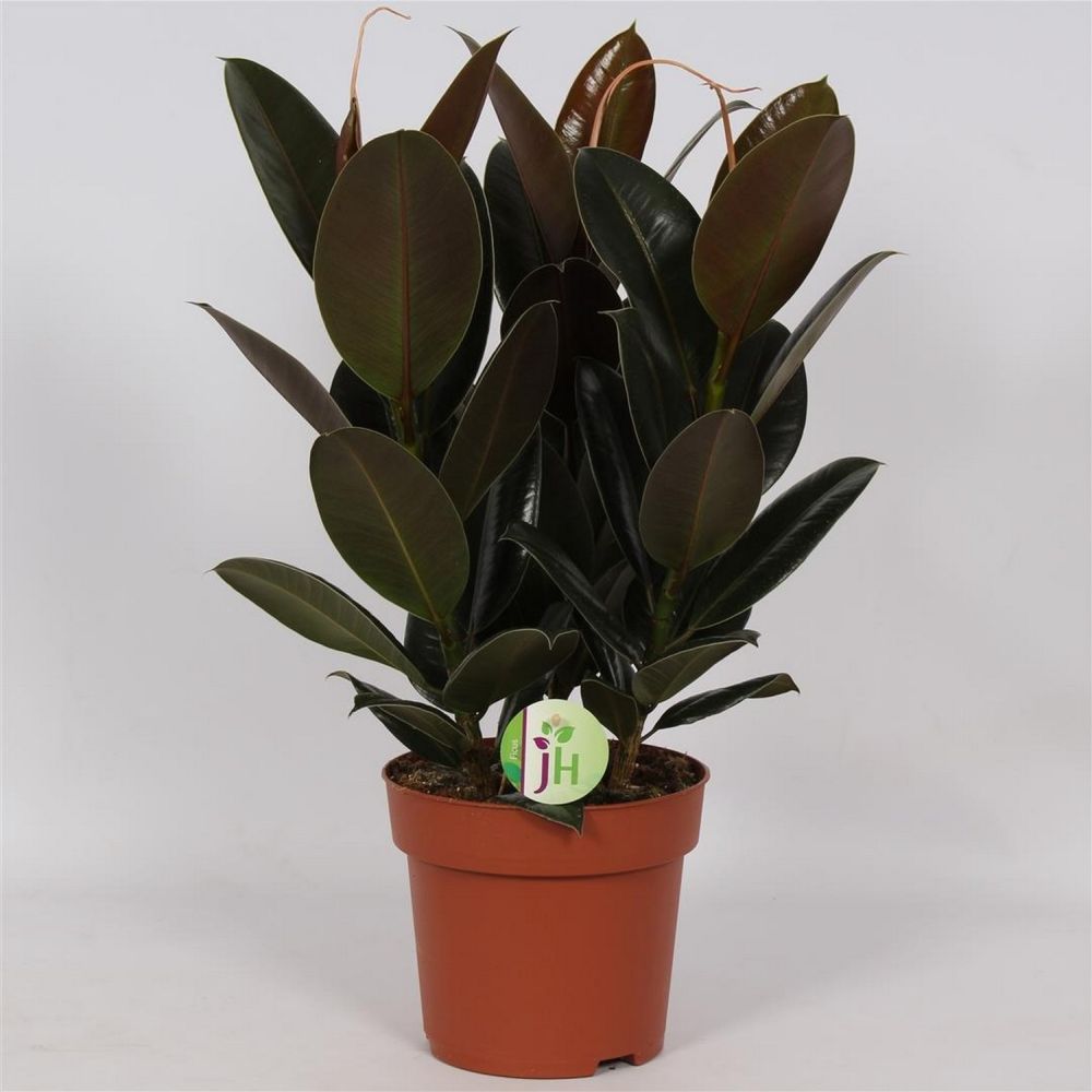 Ficus Melany - Rubber Plant
