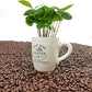 Coffee Arabica