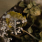 Dried Field Bouquet Multicolour