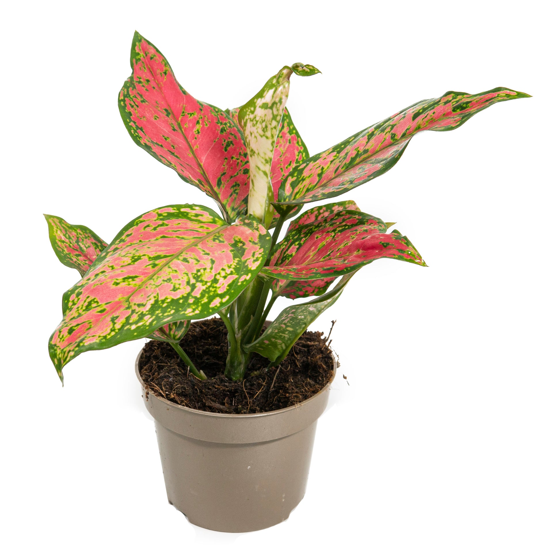 spotted star aglaonema Aglaonema Spotted Star – Verd Houseplants