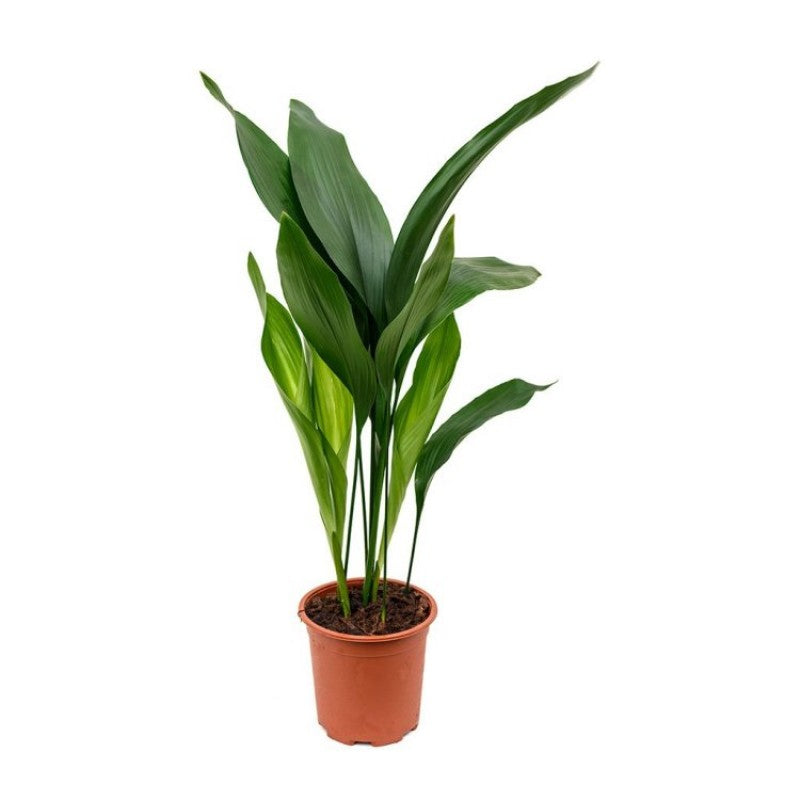 Aspidistra elatior - Cast Iron Plant