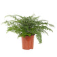 Asplenium parvati - Mother fern
