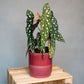 Begonia Maculata - Begonia Polka Dot