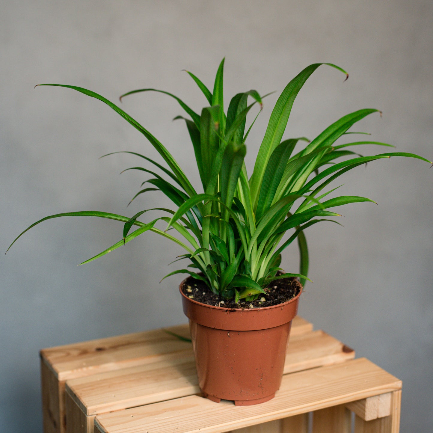 Chlorophytum c. lemon - Green Spider Plant