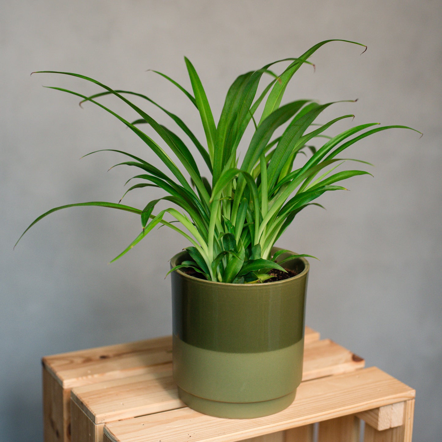 Chlorophytum c. lemon - Green Spider Plant