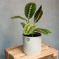 Maranta fascinator - Prayer Plant